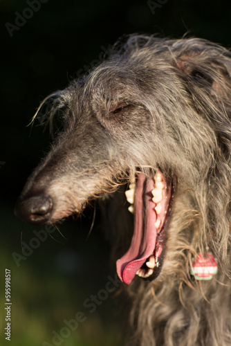 Scottish Deerhound