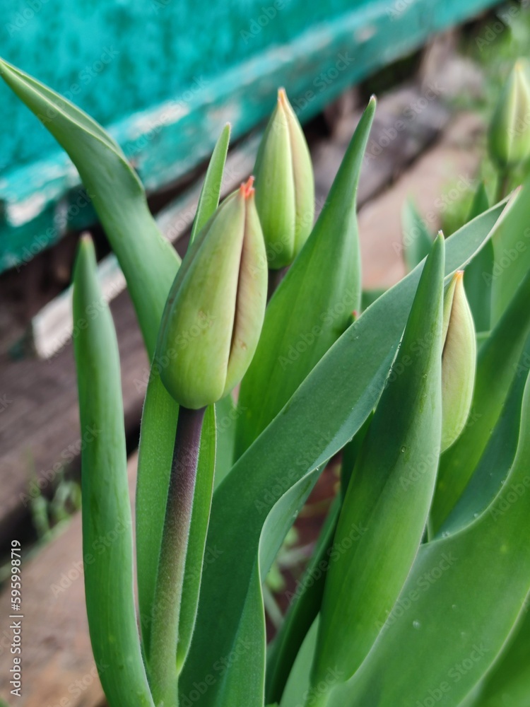 Obraz premium closed tulip bud