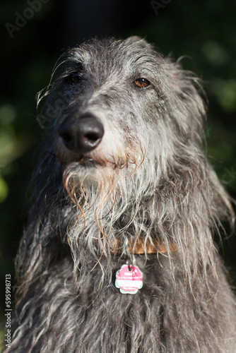 Scottish Deerhound