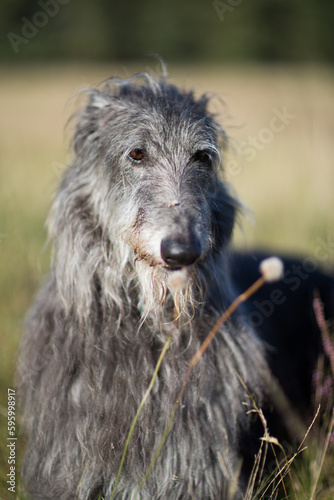 Scottish Deerhound © Antonia