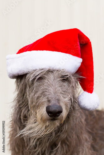 Scottish Deerhound an Weihnachten