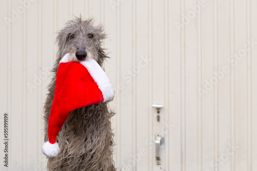 Scottish Deerhound an Weihnachten
