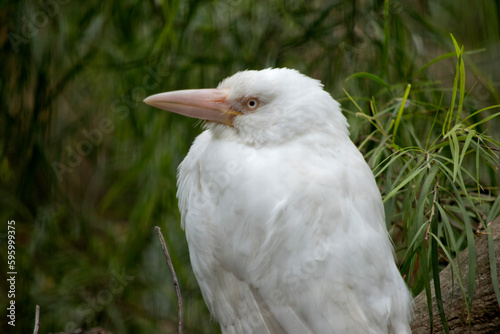 this is a side view of a laughing kookaburra