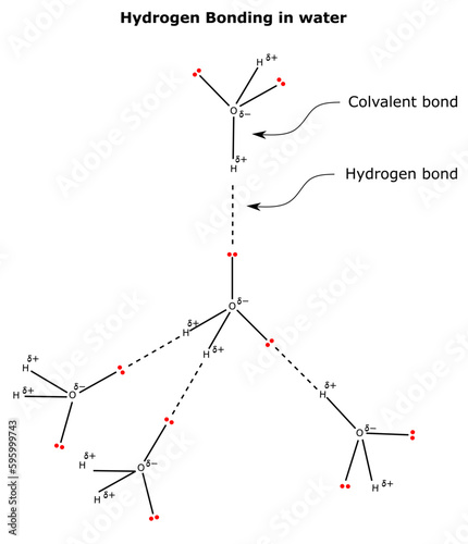 hydrogen bonding covalent bond among water molecules chemical structure chemistry oxygen hydrogen negative positive charge