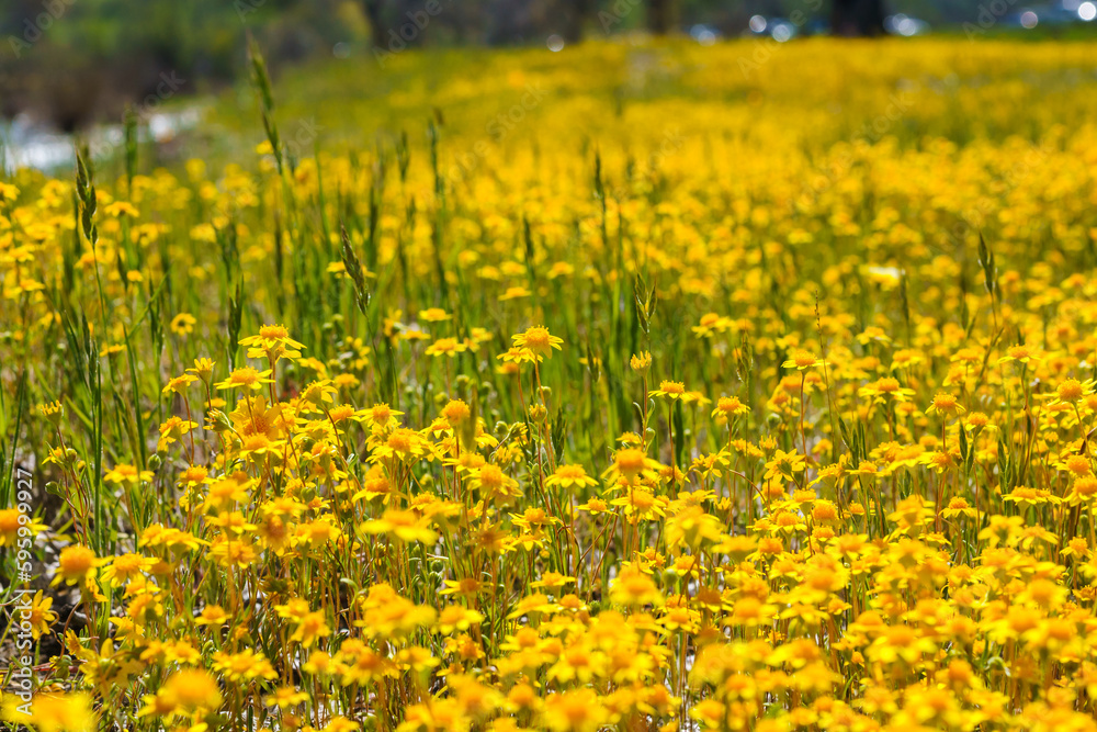 Fototapeta premium A wildflower meadows. super bloom season in California. Colorful floral background