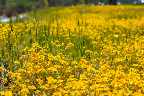 Fototapeta Naklejka Na Ścianę i Meble -  A wildflower meadows. super bloom season in California. Colorful floral background