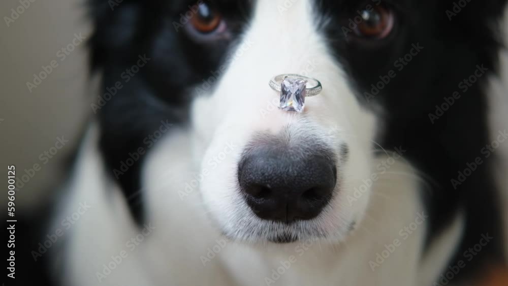 Will you marry me. Funny portrait of cute puppy dog border collie holding wedding ring on nose close up. Engagement marriage proposal concept