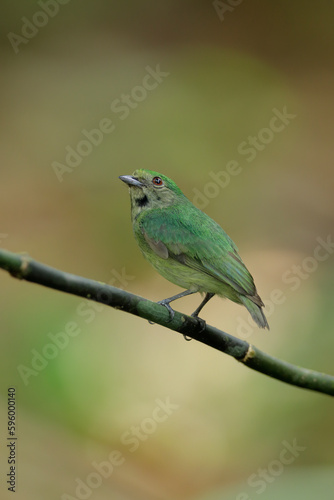 Blue-crowned Manakin 