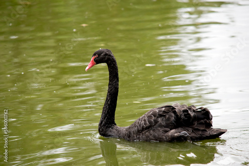 this is a side view of a black swan