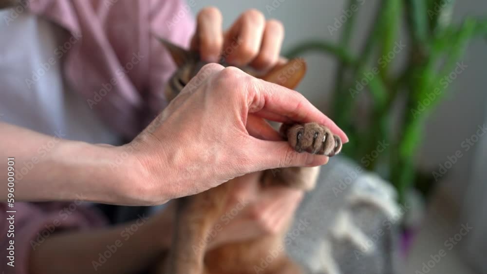 Clipping blue Abyssinian cat claws. Pet owners man and woman, together, using scissors, trims his cat's nails at home. Concept pet health care and love for animals. Lifestyle and Pet love. Closeup Clipping blue Abyssinian cat claws. Pet owners man and woman, together, using scissors, trims his cat's nails at home. Concept pet health care and love for animals. Lifestyle and Pet love. Closeup