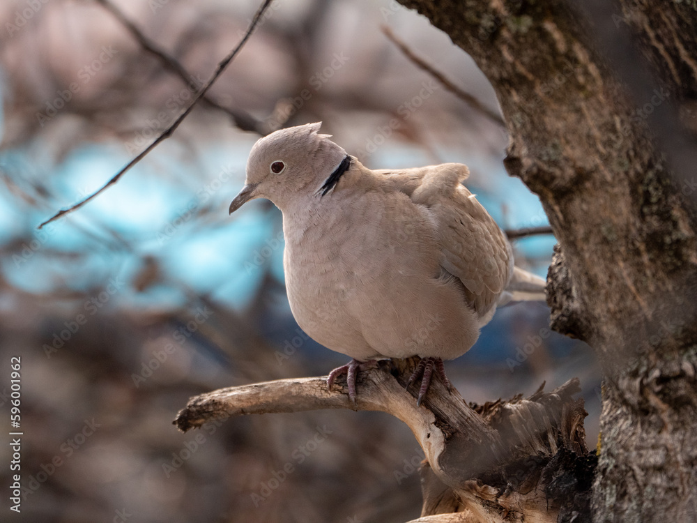 Tórtola turca (Streptopelia decaocto) en reposo en rama de árbol Tórtola turca (Streptopelia decaocto) en reposo en rama de árbol