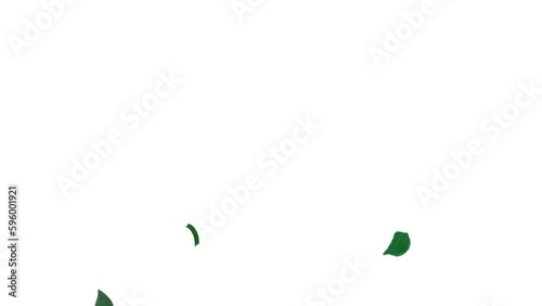 葉っぱ、花びら、花などの植物が落ちるアニメーション 13