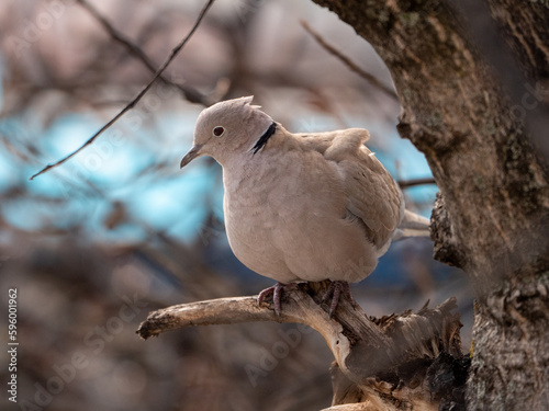 Tórtola turca (Streptopelia decaocto) en reposo en rama de árbol