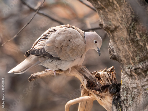 Capturando la gracia de la tórtola turca en la naturaleza