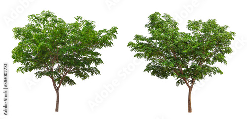 Includes collection of trees isolated on white background. beautiful tree Suitable for use in architectural design.