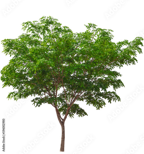 Collection of trees isolated on white background beautiful tree Suitable for use in architectural design.