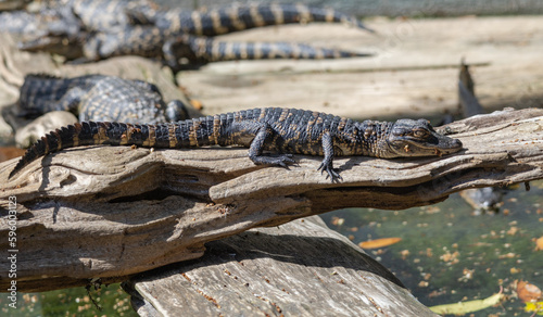 American Alligators basking in sun at an alligator farm in St. Augustine Florida.