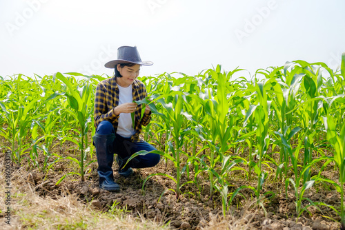 Asian female farmer wearing striped shirt looking at corn plants at corn field