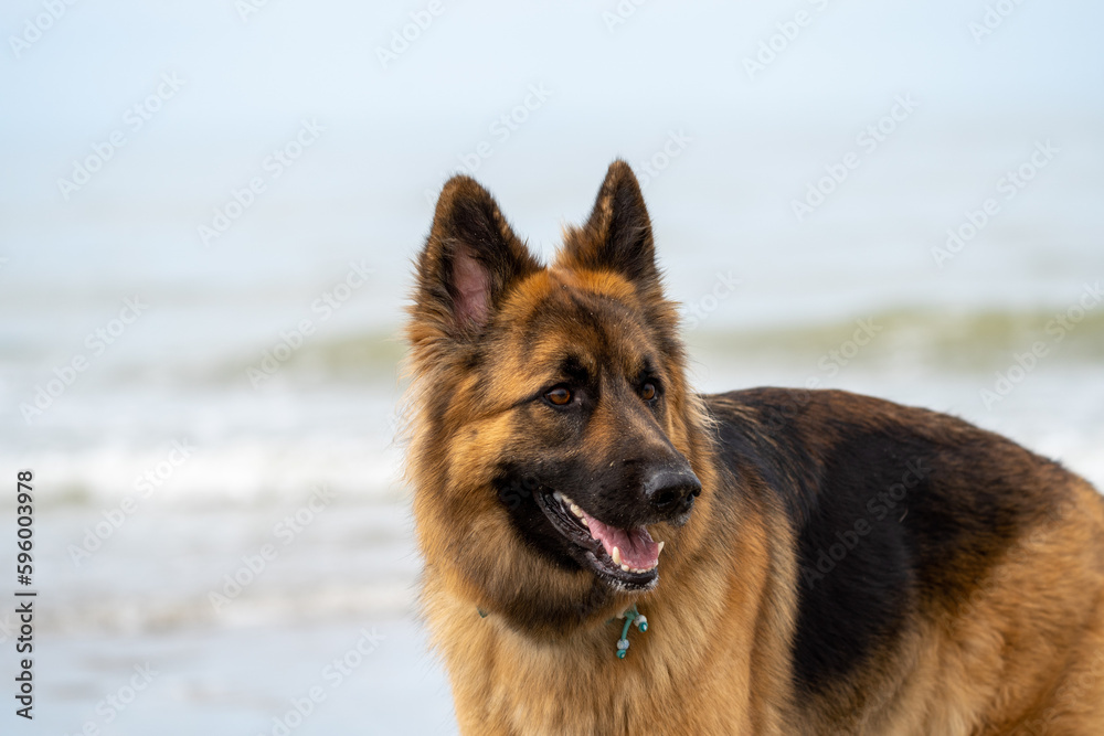 King german shepherd dog on the beach