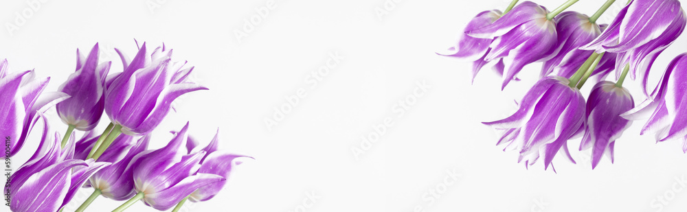 Beautiful composition spring flowers. Bouquet of purple tulips flowers on white background. Valentine's Day, Easter, Birthday, Happy Women's Day, Mother's Day. Flat lay, top view, copy space 