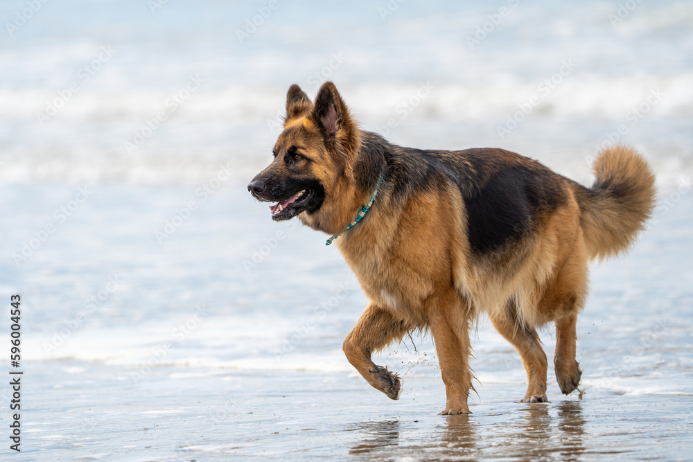 King german shepherd dog on the beach