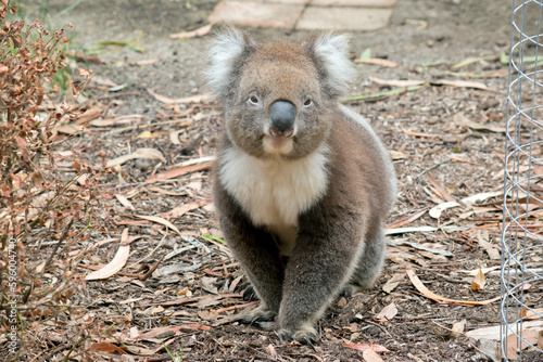 the koala is walking between trees looking for food