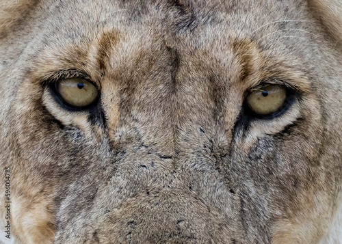 Eyes of a Killer.
Close up as an African Lion stares 