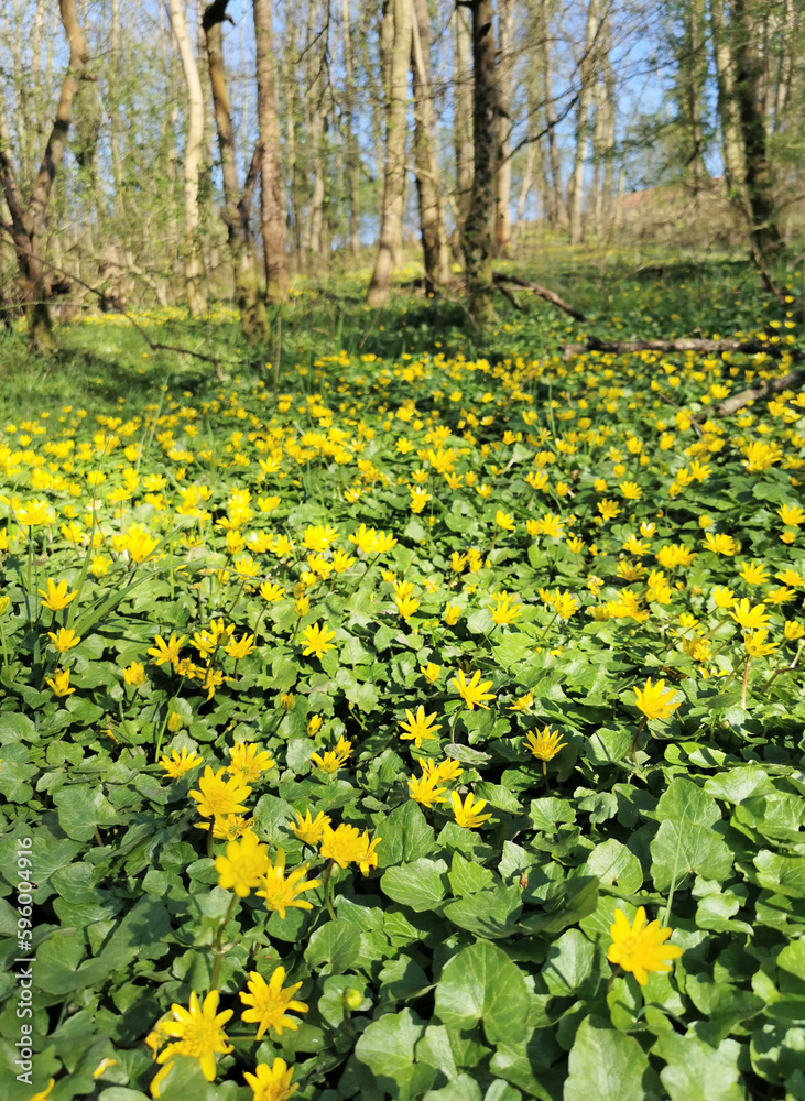 Yellow blossoming Lesser Celandine growing wild among trees in the forest in spring season