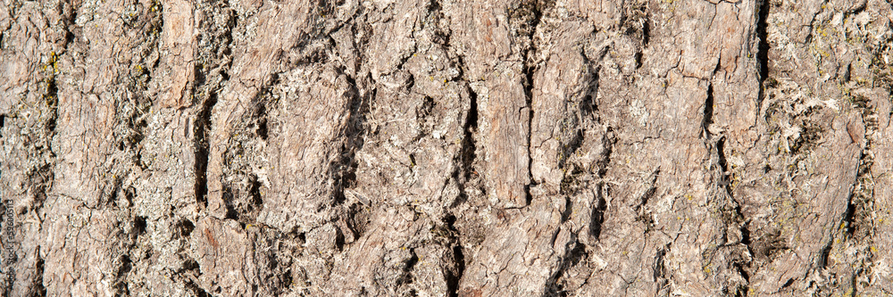 detail of the bark of a oak tree detail of the bark of a oak tree