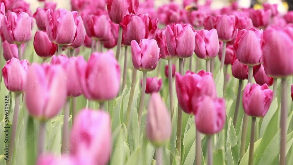 Field with pink tulips close-up. Tulip buds with selective focus. Natural landscape with spring flowers. World Tulip Day Field with pink tulips close-up. Tulip buds with selective focus. Natural landscape with spring flowers. World Tulip Day
