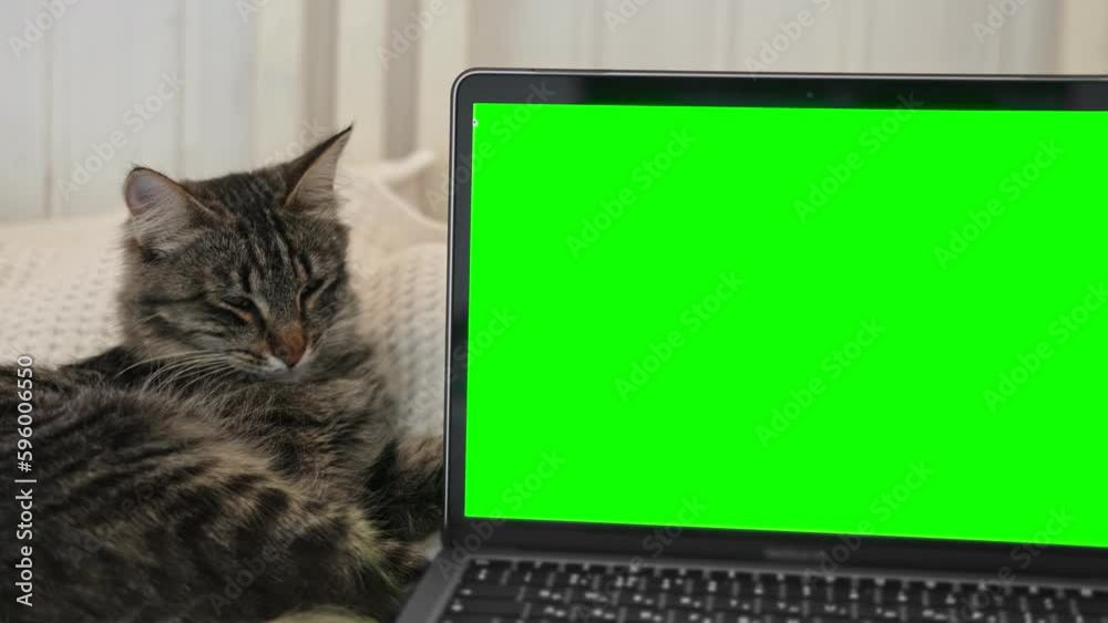 Laptop with green screen chromakey against Cat. Little gray cute sleepy Kitten. Online shopping, websites for pets, application. Mockup. Fluffy pet near green background with advertising copy space. Laptop with green screen chromakey against Cat. Little gray cute sleepy Kitten. Online shopping, websites for pets, application. Mockup. Fluffy pet near green background with advertising copy space.