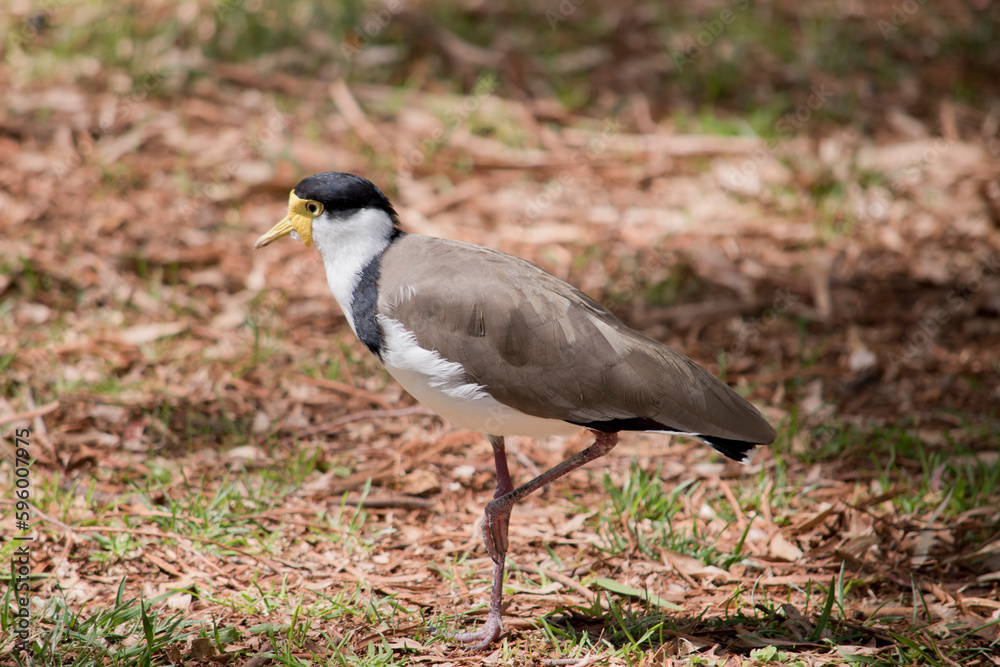 this is a side view of a masked lapwing this is a side view of a masked lapwing