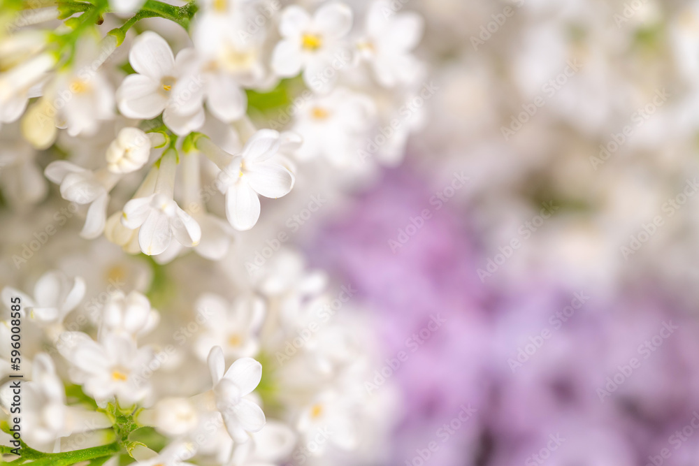 White and purple lilacs background White and purple lilacs background