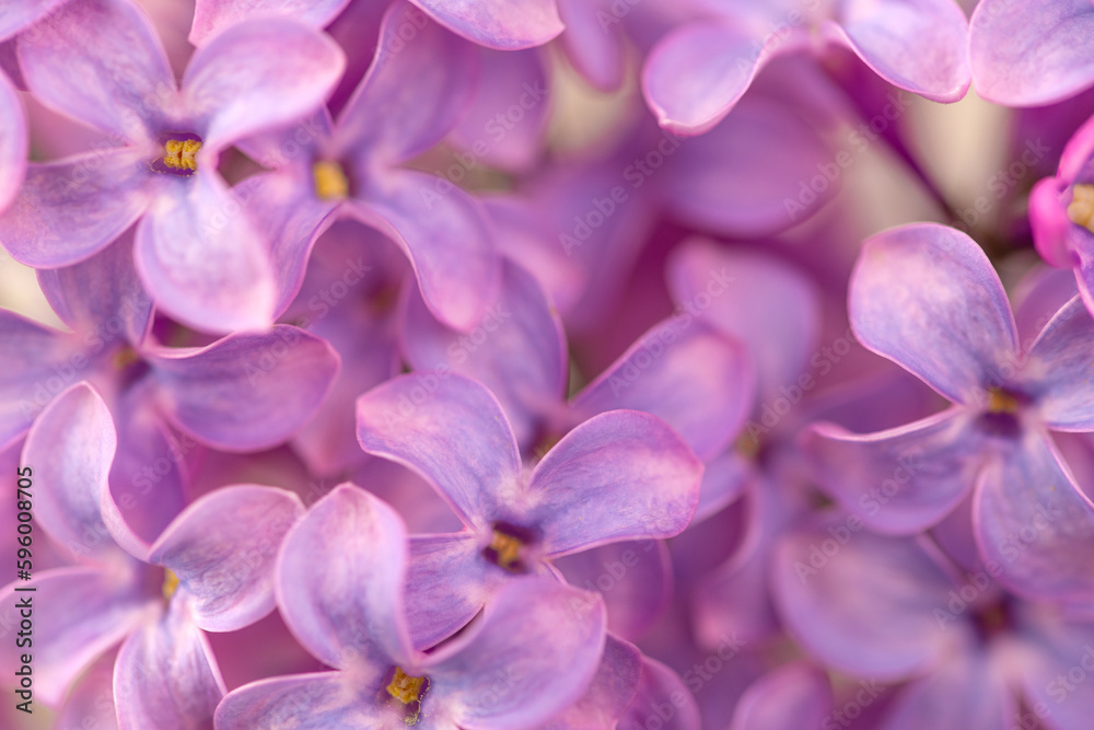 Violet purple lilac flowers background Violet purple lilac flowers background