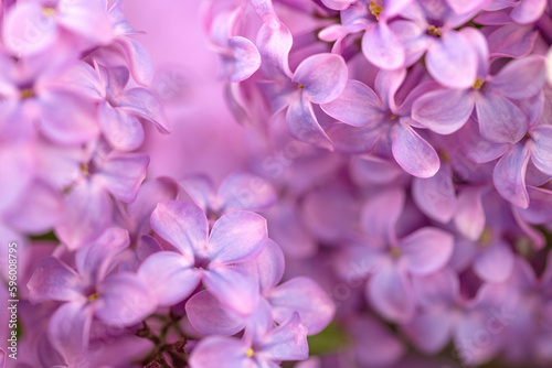 Violet purple lilac flowers background © Levon