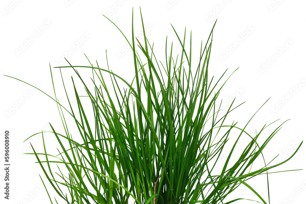 Bush of green juicy grass isolated on white or transparent background. Raster clipart. Natural design element Bush of green juicy grass isolated on white or transparent background. Raster clipart. Natural design element