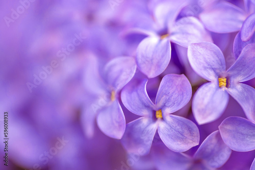 Purple lilacs background © Levon