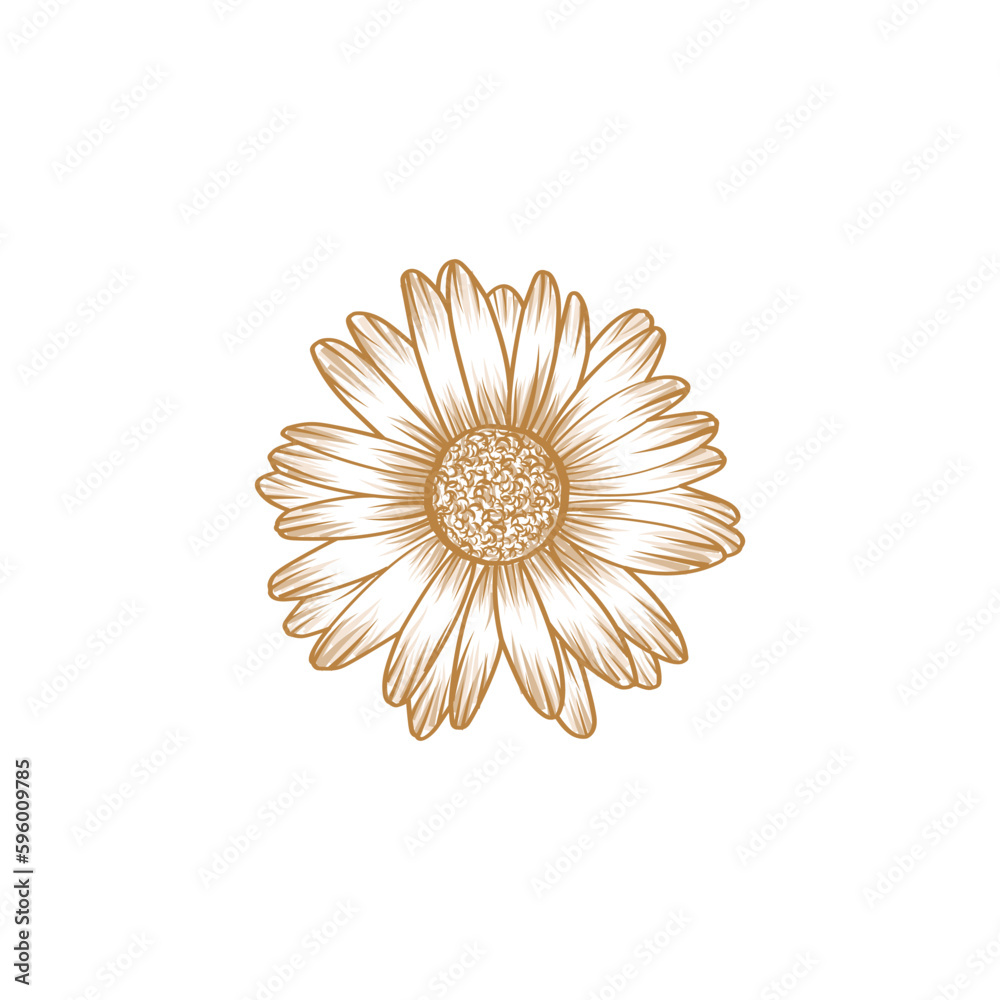 custom made wallpaper toronto digitalFree vector daisy flower engraved illustrations