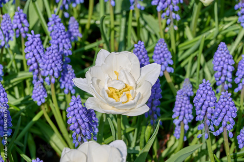 Tulip Mondial between blue muscari