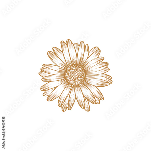 Wallpaper Mural Free vector daisy flower engraved illustrations Torontodigital.ca