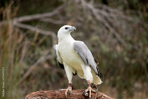 the sea eagle is perched on a log