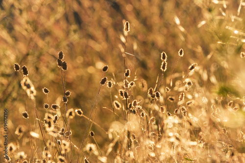 Beautiful defocused view of dried wild flowers and grass in a meadow in the bright golden rays of the sun and blurred background.