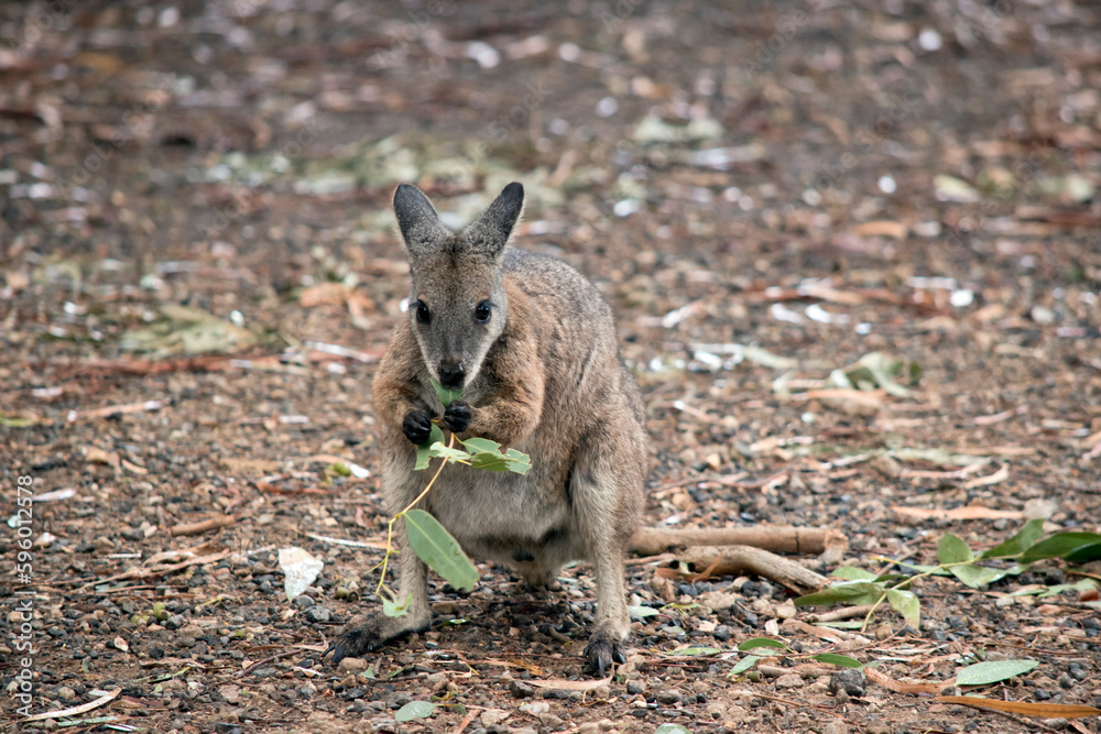 the tammar wallaby is standing up on its hind legs eating leaves the tammar wallaby is standing up on its hind legs eating leaves