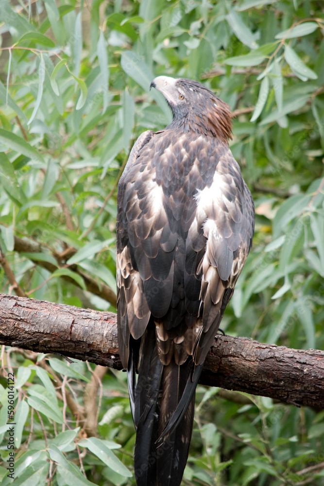 the wedge tail eagle is perched on a tree the wedge tail eagle is perched on a tree