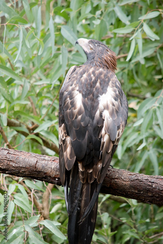 the wedge tail eagle is perched on a tree