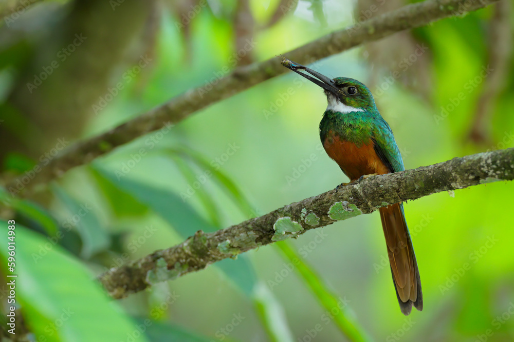 Fototapeta premium Rufous-tailed Jacamar