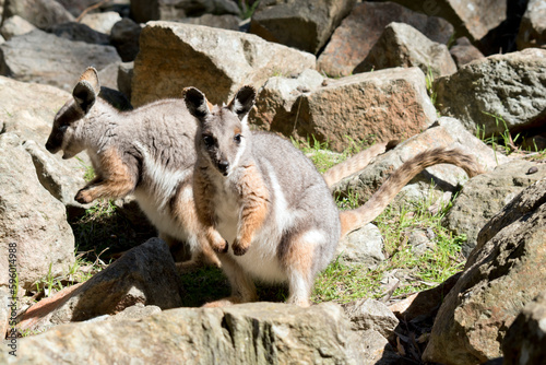 the yellow footed rock wallaby is is an Australian marsupial photo