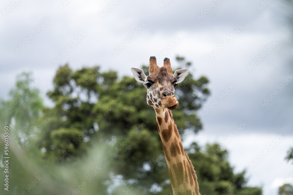 Fototapeta premium Giraffe eating grass and leaves. Giraffe looking in a zoo. Tall giraffe