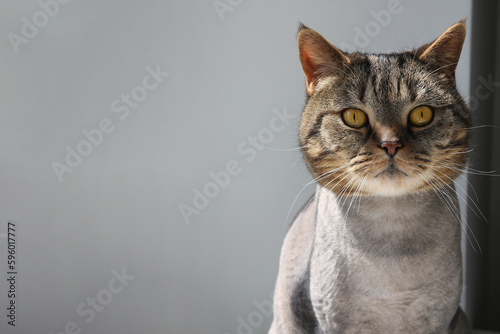 Funny cat of British breed sits on a windowsill behind a curtain © IvSky
