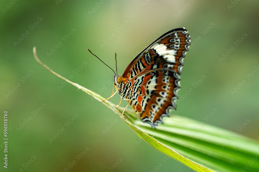 Butterfly on a leaf in the jungle in Australia Butterfly on a leaf in the jungle in Australia